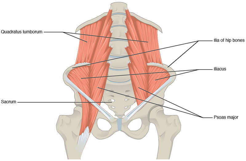 File:Muscles of the Abdomen Posterior.png