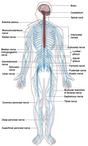 Nervous system diagram.png