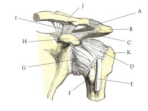 This image shows the ligaments of the shoulder