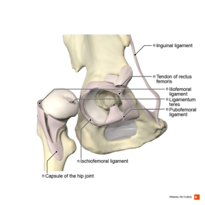 Lateral Hip Pain: What You Need To Know » One on One Physical Therapy