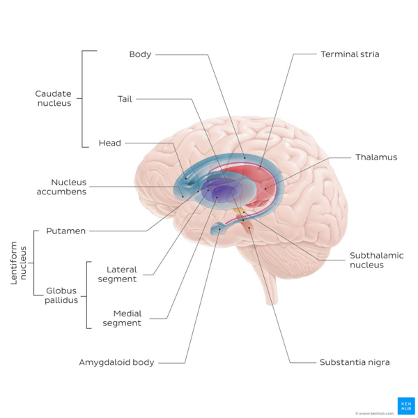 File:Overview of the basal ganglia - Kenhub.png