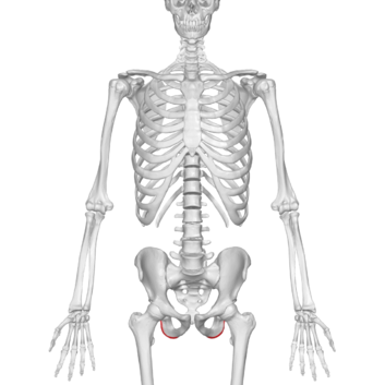 https://www.physio-pedia.com/images/thumb/b/bc/Ischial_tuberosity_01_anterior_view.png/353px-Ischial_tuberosity_01_anterior_view.png