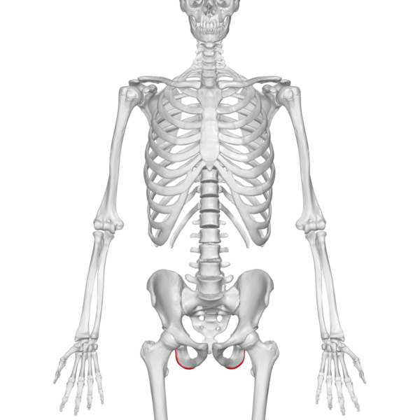 File:Ischial tuberosity 01 anterior view.png