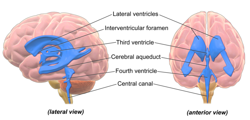 File:Ventricles Brain.png