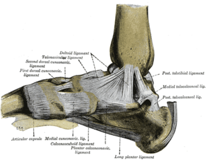 Flexibility (anatomy) - Wikipedia