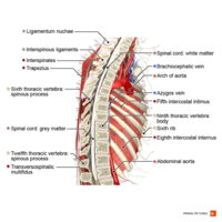 Sagittal section of the thoracic spine Primal.png