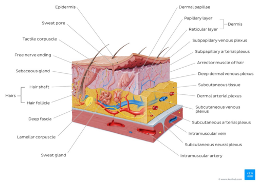 Overview of the integumentary system (skin)