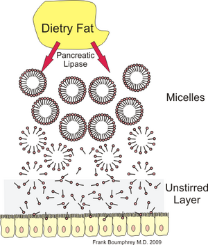 Micelle fat absorption.png