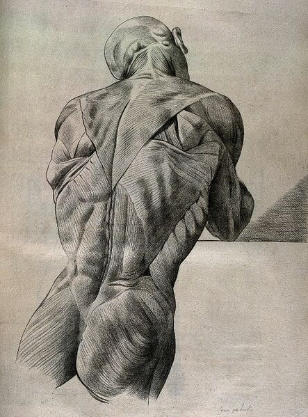 File:Muscles back drawing.jpeg