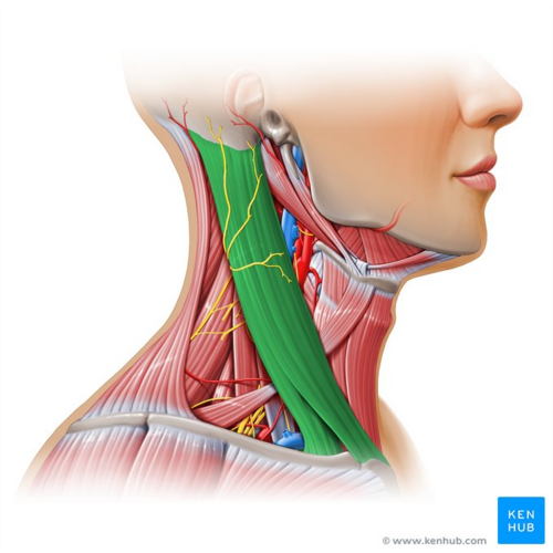 huichelarij Meting racket Sternocleidomastoid Syndrome and Trigger Points - Physiopedia