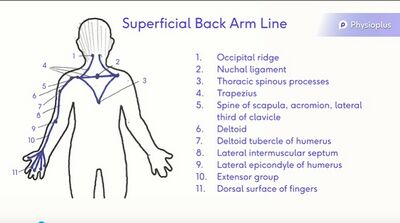 Upper Extremity Myofascial Chains - Physiopedia
