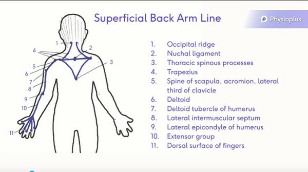 Superficial Back Arm Line