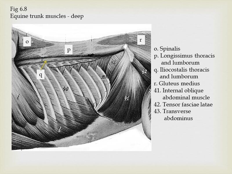 File:Equine Trunk muscles.jpeg