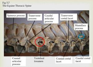 Equine thoracic spine.jpeg