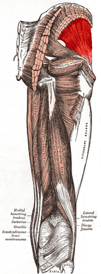 Gluteus minimus muscle.png