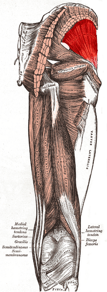 File:Gluteus minimus muscle.png