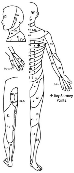 Key Sensory Points.jpg