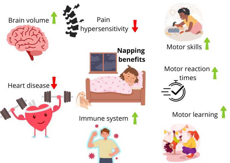 File:Physical benefits of napping.png