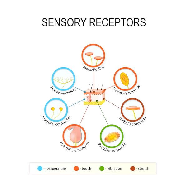 File:Sensory Receptors - Shutterstock Image - ID 620794343.jpg