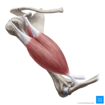 Biceps brachii in elbow flexion