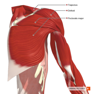 Muscles connecting the upper limb to the trunk anterior aspect Primal.png