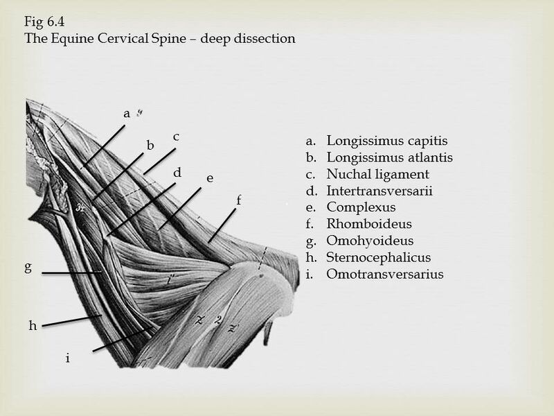 File:Equine Cervical Spine.jpeg