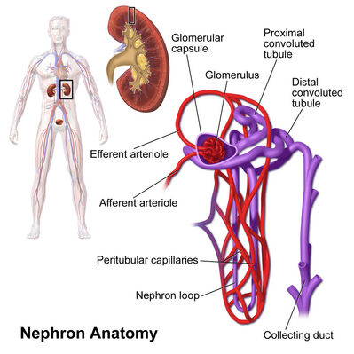 Nephron Anatomy.png