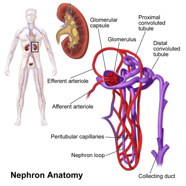 File:Nephron Anatomy.png