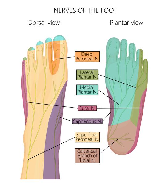 File:Nerves of the foot.jpg