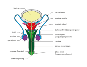 Male genital system - Front view.svg.png