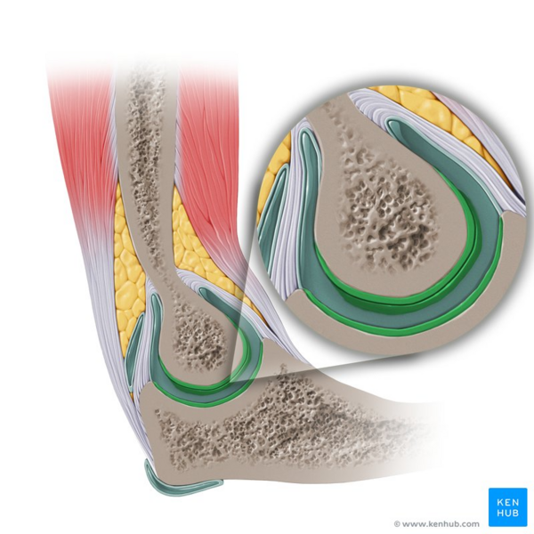 File:Articular cartilage of the elbow - Kenhub.png