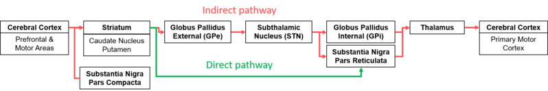 File:Direct and Indirect Pathways of the BG for Voluntary Movement.png