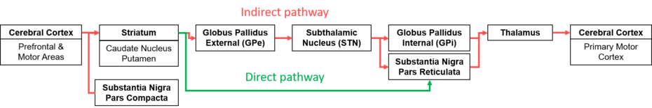 Direct and Indirect Pathways of the BG for Voluntary Movement.png