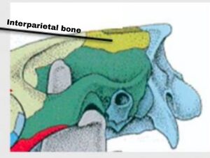 Equine interparietal bone.jpeg