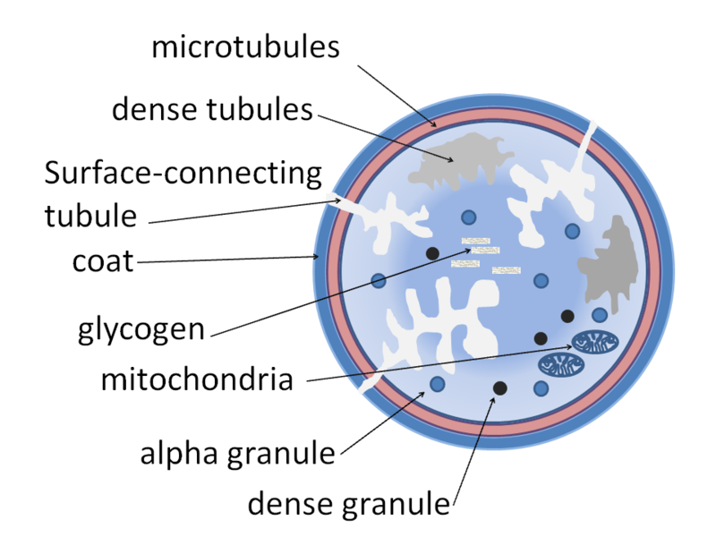 File:Platelet structure.png