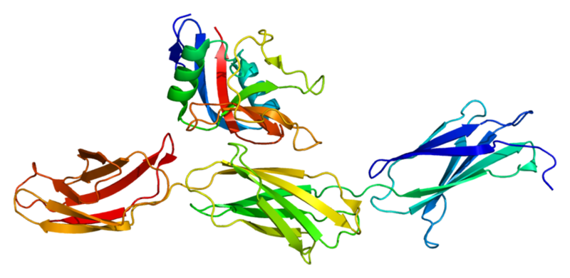 File:Protein ACAN PDB 1tdq.png