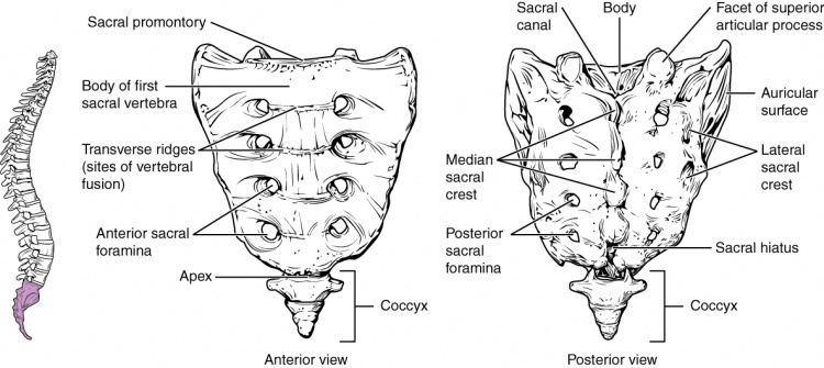 Coccygodynia (Coccydynia, Coccalgia, Tailbone Pain) - Physiopedia