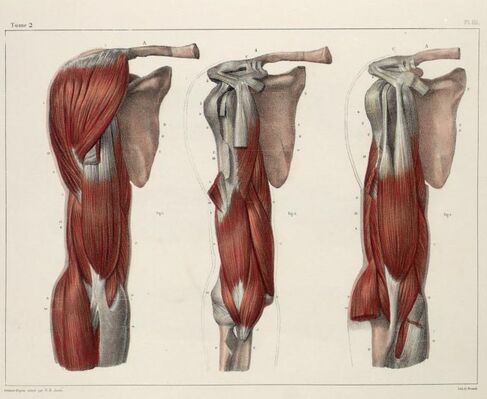 Shoulder anatomy biceps.jpg