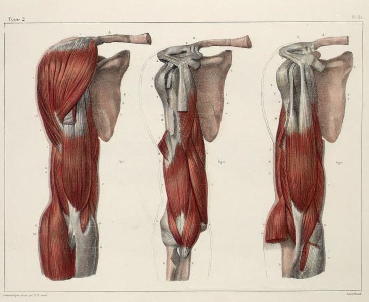 File:Shoulder anatomy biceps.jpg