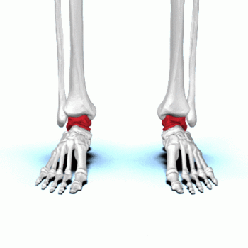 Talus bone - animation01.gif