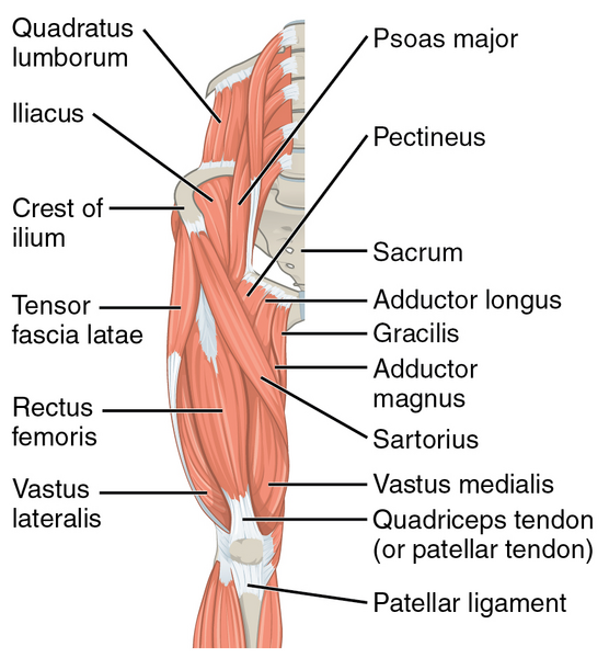 File:1122 Gluteal Muscles that Move the Femur a.png