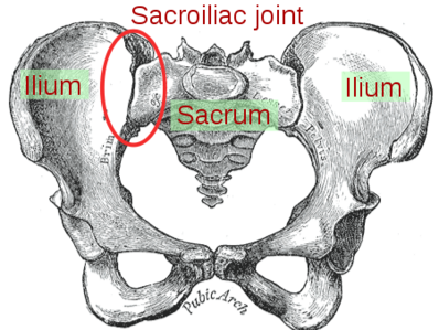indstudering Først Tante Sacroiliac Joint Syndrome - Physiopedia