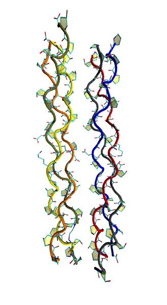 File:Collagen (triple helix protein with schematic ribbons).jpeg