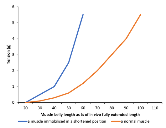 Length and tension curves for a muscle immobilised in a shortened position.png