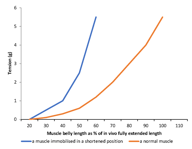 File:Length and tension curves for a muscle immobilised in a shortened position.png