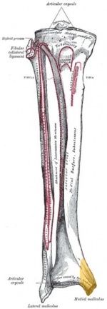 Tibia antérieur med malléole.jpg