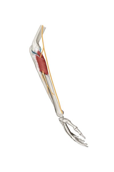 File:3d Medical illustration for explanation posterior interosseous nerve - Shutterstock.jpeg