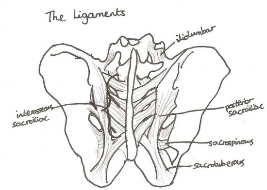 Ligaments SPINAL.jpg
