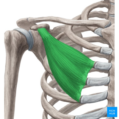 Pectoralis minor muscle (highlighted in green) - anterior view