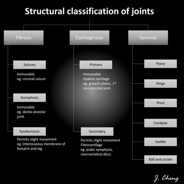 File:Classification-of-joints-diagram.jpeg